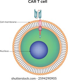 CAR T-Cell Structure Design Vector Illustration