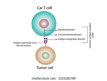 CAR T-cell therapy and Cancer treatment . Cancer therapy. CAR T cells immunotherapy. Chimeric antigen receptor T cells. T cell receptor proteins that have been engineered to kill cancer cells. Vector