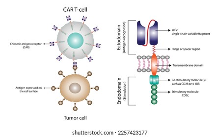 CAR T-cell therapy and Cancer treatment . Cancer therapy. CAR T cells immunotherapy. Chimeric antigen receptor T cells. T cell receptor proteins that have been engineered to kill cancer cells. Vector