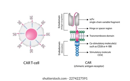 CAR T-cell therapy and Cancer treatment . Cancer therapy. CAR T cells immunotherapy. Chimeric antigen receptor T cells. T cell receptor proteins that have been engineered to kill cancer cells. Vector