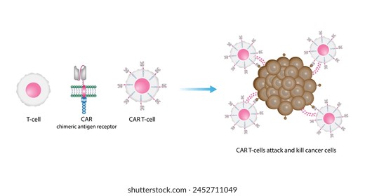 Terapia con células T CAR. Célula T receptora de antígeno quimérico, célula T CAR, para uso en inmunoterapia. La ingeniería genética. Quimioterapia, Ilustración vectorial.