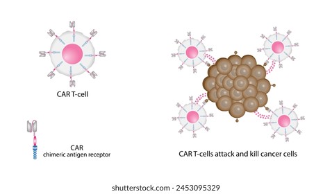 CAR T-cell therapy. Chimeric antigen receptor T cell, CAR T cell, for use in immunotherapy. Genetic engineering. Chemotherapy. vector illustration.