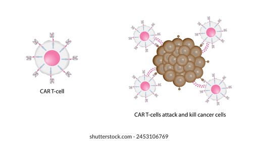 Terapia con células T CAR. Células T receptoras de antígeno quimérico, células T CAR, para uso en inmunoterapia. La ingeniería genética. Quimioterapia, Ilustración vectorial.