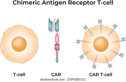 CAR T-cell Therapy Design Vector Illustration