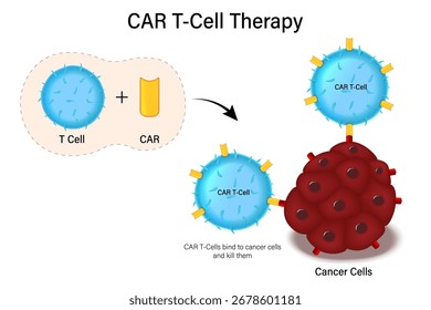 Terapia con células T CAR. Ingeniería de células inmunitarias derivadas del paciente para tratar el cáncer. Inmunoterapia contra el cáncer. Célula T con receptor de antígeno quimérico (CAR). Inmunoterapia.
