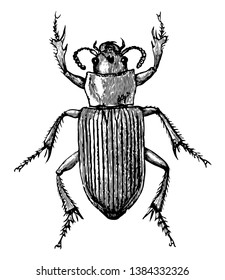 Caraboid Beetle having the left mandible longer than the other, vintage line drawing or engraving illustration.