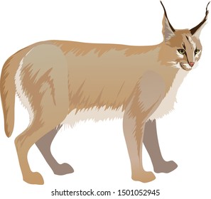 Caracal, African Wild Cat, Desert Lynx - Vector