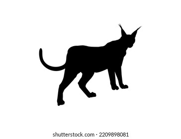 Caracal Cat Silhouette for Art Illustration, Logo, Pictogram, Website or Graphic Design Element. Vector Illustration