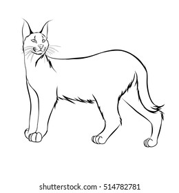 Cara-cal cat sketch vector