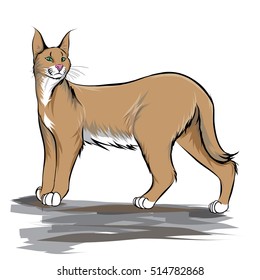 Cara-cal cat vector