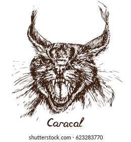 Caracal (red cat, rooikat, red or Persian lynx) growling portrait, has opened an embittered mouth, canines, hand drawn doodle, sketch in pop art style, vector illustration