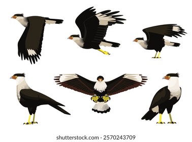 Caracara Crested Bird of Prey Vector Cartoon Character Various Poses