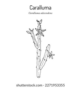 Caralluma (Caralluma adscendens ), edible and medicinal plant. Hand drawn botanical vector illustration