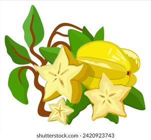Carambola fruit on branch with leaves. Starfruit vector isolated