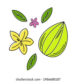 Carambola fruit set. Whole tropical fruits, half, peeled and green leaves isolated on white background. Vector illustration in cartoon style. Flat design. 