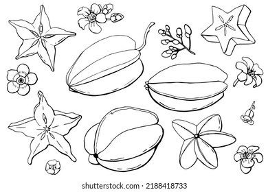 Conjunto lineal de carambola. Fondo blanco, aislado. ilustración vectorial.