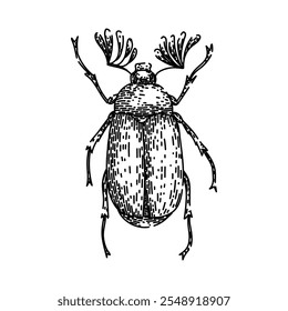 carapace besouro desenhado à mão. antenas elytra, entomologia biodiversidade, espécie habitat carapace besouro vetor esboço. ilustração preta isolada