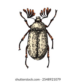 carapace beetle hand drawn. antennae elytra, entomology biodiversity, species habitat carapace beetle vector sketch. isolated color illustration