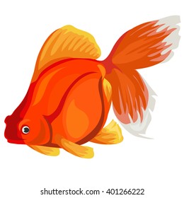 Carassius auratus (gold fish). Fish isolated on a white background. Vector illustration.