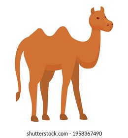 Caravan camel icon. Cartoon of Caravan camel vector icon for web design isolated on white background