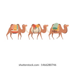 Caravan of Camels, Desert Animals Carrying Heavy Load, Side View Vector Illustration