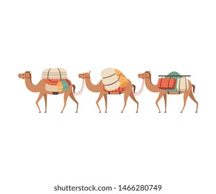 Caravan of Camels, Desert Animals Walking with Load, Side View Vector Illustration