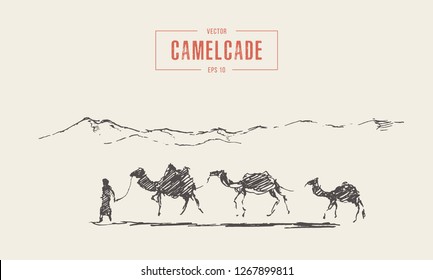 Caravan of camels in desert, camelcade,  hand drawn vector illustration, sketch