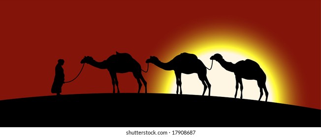 The caravan of camels on the background of a sunset in desert