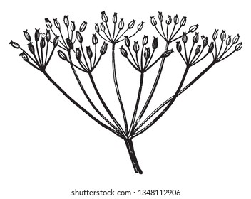 Caraway is a biennial usually white-flowered aromatic Old World herb of the carrot family, vintage line drawing or engraving illustration.