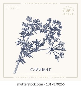 Caraway botanical sketch vintage retro illustration