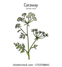 Caraway (carum carvi), or meridian fennel, persian cumin, aromatic kitchen and medicinal herb. Hand drawn botanical vector illustration