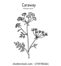 Caraway (carum carvi), or meridian fennel, persian cumin, aromatic kitchen and medicinal herb. Hand drawn botanical vector illustration