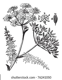 Caraway or Carum carvi or meridian fennel or Persian cumin vintage engraving. Old engraved illustration of caraway plant.