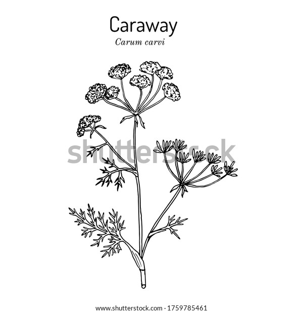 Caraway (carum carvi), or meridian fennel,
persian cumin, aromatic kitchen and medicinal herb. Hand drawn
botanical vector
illustration