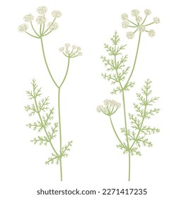 Kümmel, Feldblumen, Meridianfennel, Vektorgrafik von Wildpflanzen auf weißem Hintergrund, Blumenelemente, handgezeichnet botanische Illustration