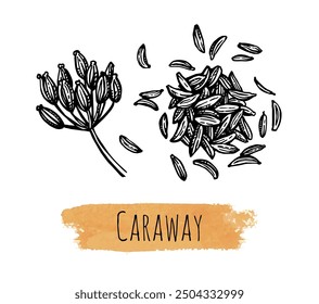 Caraway. Handful of spice and dried flower with seeds. Hand drawn ink sketch isolated.