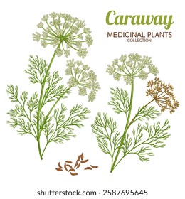 Caraway Plant Colored Detailed Illustration.