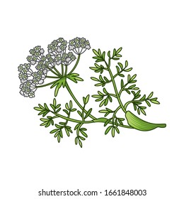 Caraway seeds spice vector colored botanical illustration. Product to prepare delicious and healthy food. Isolated on white background.