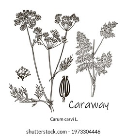 Caraway vector hand drawn illustration set. Isolated spice object. Engraved style seasoning. Detailed organic product sketch. Cooking flavor ingredient. Great for label, sign, icon