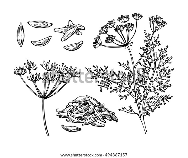 Caraway Vector Hand Drawn Illustration Set Stock Vector (Royalty Free ...