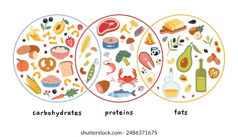 Carbohydrate, protein and fat sources product infographic. Healthly food set with meat, cereals, seafood, vegetables, fruits and berries. Vector illustration isolated on white, hand drawn, flat