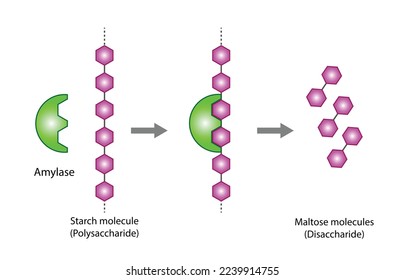 Carbohydrates Digestion. Amylase Enzyme catalyze Polysaccharide Starch Molecule to Disaccharide Maltose Molecules, glucose Sugar Formation. Scientific Diagram. Vector Illustration. svg