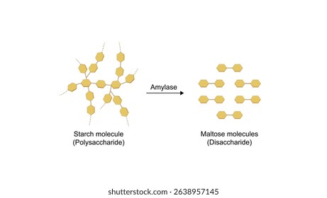 Carbohydrates digestion. Amylase enzyme catalyzes digestion of polysaccharide starch molecule to disaccharides maltose molecules. Scientific diagram. Vector illustration.