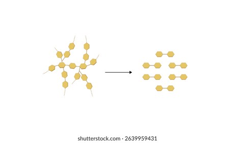 Carbohydrates digestion. Amylase enzyme catalyzes digestion of polysaccharide starch molecule to disaccharides maltose molecules. Scientific diagram. Vector illustration.