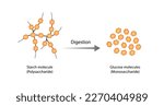 Carbohydrates Digestion. Amylase and Maltase Enzymes catalyze Polysaccharide Starch Molecule to Disaccharides and Monosaccharide, glucose Sugar Formation. Scientific Diagram. Vector Illustration.