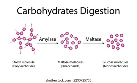 Carbohydrates Digestion. Amylase   and Maltase Enzymes catalyze Polysaccharide Starch Molecule to Disaccharides and Monosaccharide, glucose Sugar Formation. Scientific Diagram. Vector Illustration. svg