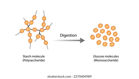 Carbohydrates Digestion. Amylase and Maltase Enzymes catalyze Polysaccharide Starch Molecule to Disaccharides and Monosaccharide, glucose Sugar Formation. Scientific Diagram. Vector Illustration. svg
