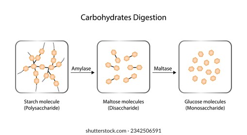 Carbohydrates Digestion. Amylase and Maltase Enzymes catalyze Polysaccharide Starch Molecule to Disaccharides and Monosaccharide, glucose Sugar Formation. Scientific Diagram. Vector Illustration. svg