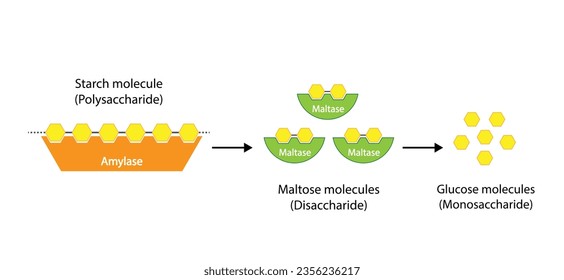 Carbohydrates Digestion. Amylase and Maltase Enzymes catalyze Polysaccharide Starch Molecule to Disaccharide Maltose Molecules, glucose Sugar Formation. Scientific Diagram. Vector Illustration.