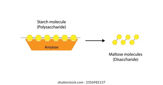 Carbohydrates Digestion. Amylase and Maltase Enzymes catalyze Polysaccharide Starch Molecule to Disaccharides and Monosaccharide, glucose Sugar Formation. Scientific Diagram. Vector Illustration.